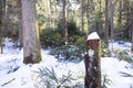 Trunk of felled tree covered with snow, against the backdrop of a winter forest. Coniferous trees with white fresh snow in sunligh