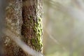 The trunk of a fir tree overgrown with green moss in the forest on sunny day Royalty Free Stock Photo