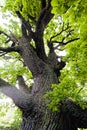 trunk in forest