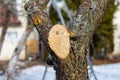 Trunk of a garden tree with a freshly cut branch Royalty Free Stock Photo