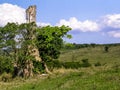 Trunk of a giant fig tree in a pasture and cows Royalty Free Stock Photo