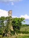 Trunk of a giant fig tree in a pasture and cows Royalty Free Stock Photo