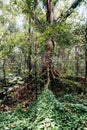 trunk of a giant rainforest tree to the canopy, Borneo