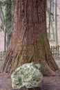 Trunk of Giant Sequoia Tree. Sequoiadendron giganteum or Sierran redwood in the forest