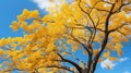 trunk gingko tree Royalty Free Stock Photo