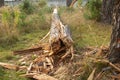 the trunk of the great pine fell after a strong wind on the grass and split Royalty Free Stock Photo