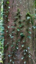 Trunk of a guapuruvu with vines Royalty Free Stock Photo