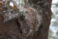 Trunk of a Gumbo Limbo Tree in Tropical Florida with Peeling Bark and Lichen Details Royalty Free Stock Photo