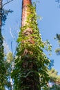 Trunk of high pine entwined with ivy, bottom-up view