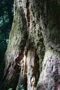 Trunk of huge cedar tree Royalty Free Stock Photo