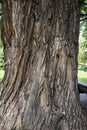 The trunk of a huge tree close-up, textured bark excellent texture of willow