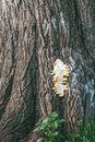 The trunk of a huge tree and a cut fruit body of a mushroom, a sulfur-yellow tinder fungus on it Royalty Free Stock Photo