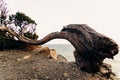 A trunk of a juniper tree deformed by gusts of wind with a split from an ax and people scratched by bark on a cliff of a rock in a