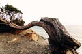 A trunk of a juniper tree deformed by gusts of wind