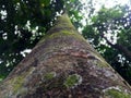 Trunk of kecapi tree Royalty Free Stock Photo