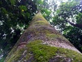 Trunk of kecapi tree Royalty Free Stock Photo
