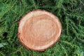 Trunk of a larch tree with a pattern of circles on a cut against the background Royalty Free Stock Photo