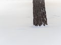 Trunk of a larch tree trunk in the snow Royalty Free Stock Photo