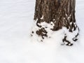 Trunk of a larch tree trunk in the snow Royalty Free Stock Photo