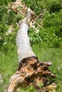 Trunk of a large fallen tree Royalty Free Stock Photo