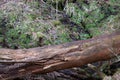 The trunk of a large fallen tree lies on the ground in the forest Royalty Free Stock Photo