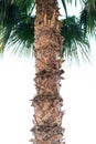 Trunk of a large green African palm tree close up