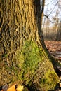 The trunk of a large handsome tree