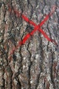 Trunk of a large old tree marked with red paint. Royalty Free Stock Photo