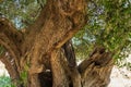 Trunk of a large secular olive tree in Italy, Marche. Royalty Free Stock Photo