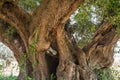 Trunk of a large secular olive tree in Italy, Marche. Royalty Free Stock Photo