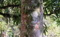 Trunk of a large tree in the Atlantic Forest Royalty Free Stock Photo