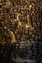 The trunk of a large tree with the cracked bark is naturally beautiful, the sunlight creates a beautiful dimension