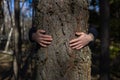 On the trunk of a large tree in the forest lie the hands of a man, hugging him in a protective sign. Saving forests from Royalty Free Stock Photo