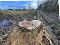 The trunk of a large tree that was cut down Royalty Free Stock Photo