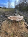 The trunk of a large tree that was cut down Royalty Free Stock Photo