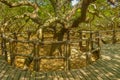 Trunk of the largest cashew tree of the world