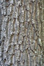 Texture of a bark of a tree, background