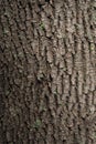 Texture of a bark of a tree, background Royalty Free Stock Photo