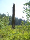 A Lone tree that suffered adversity