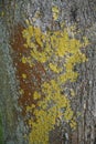 The trunk of a maple tree. The bark of the plant is covered with a bright multicolored lichen.