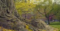 Trunk of massive tree in park. majestic tree with root system peeking out from ground. A large maple tree in green Royalty Free Stock Photo