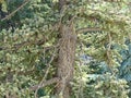 The trunk of the mighty Cedar lat. Cedrus. On the southern coast of Crimea cedars are quite naturalized in the area