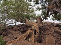 Trunk of a mighty tree on Lake Tana in Ethiopia