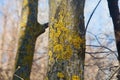 Trunk with moss