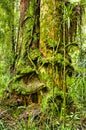 Trunk with mosses and epiphytes in the rainforest Royalty Free Stock Photo