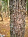 Trunk of mountain tress