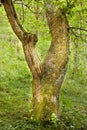 Trunk of an oak tree in green woods. Ancient acorn tree growing in a forest wilderness. One old tree with mossy bark and