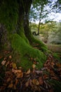 Trunk of an old beech tree covered with green moss in an autumn Gorbea forest, Belaustegui, Basque Country Royalty Free Stock Photo