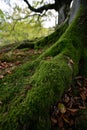 Trunk of an old beech tree covered with green moss in an autumn Gorbea forest, Belaustegui, Basque Country Royalty Free Stock Photo