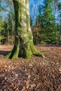 Trunk of an old beech tree in a forest Royalty Free Stock Photo